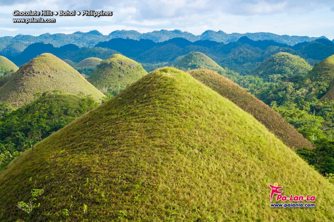 Chocolate Hills